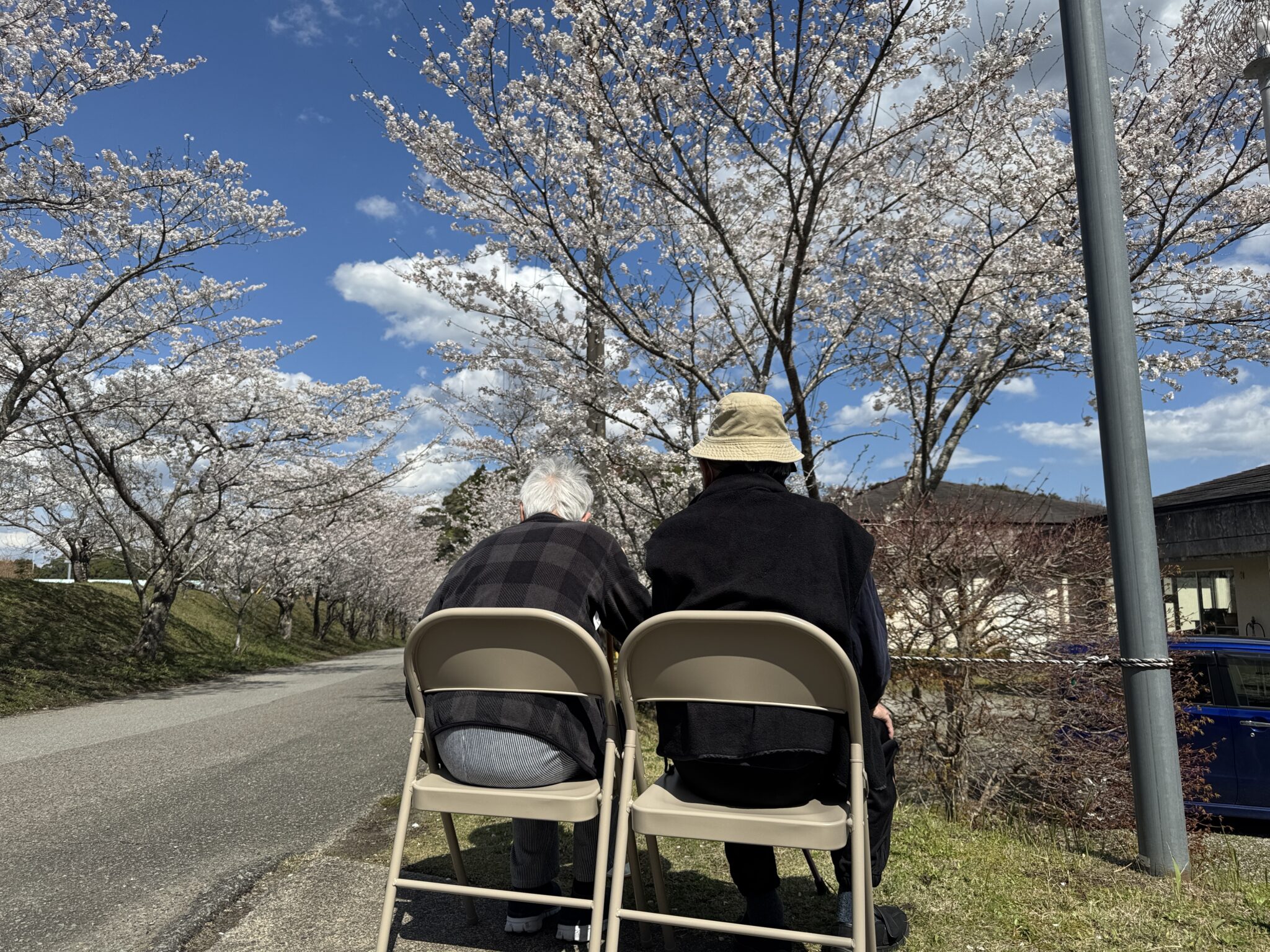 桜の咲く季節、施設周辺の遊歩道で入居者が散歩している風景