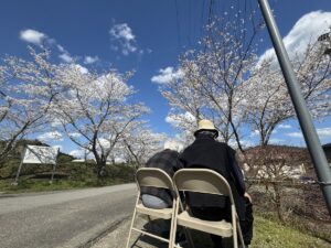 桜