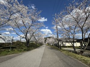 桜